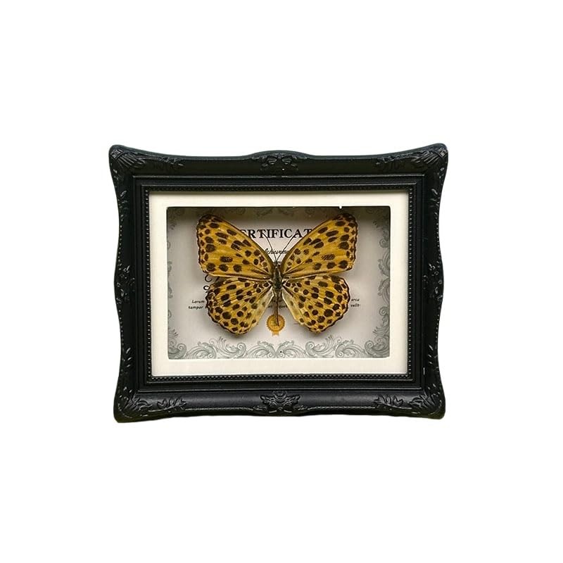 1Pcs Real Butterfly Framed Handmade, Taxidermy Butterfly Shadow Box Collectio…